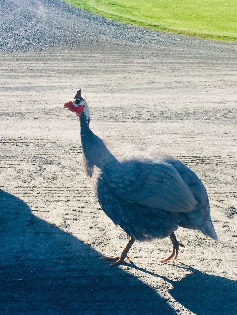 43918C66-6343-49BC-B3F3-D19E7B7B5E6C